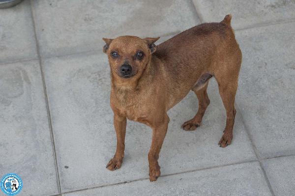 Tuono: 5 chili di personalità e un cuore da riparare Foto 2